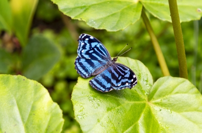 Mexican Bluewing Feb 2022